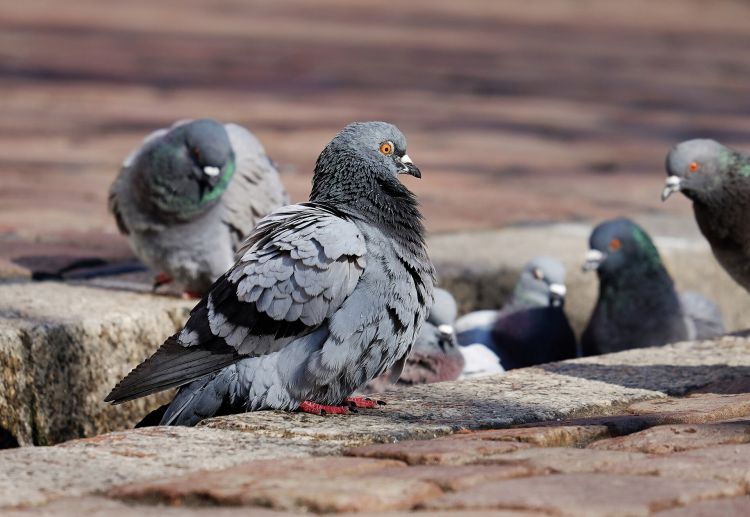 chasser pigeon
