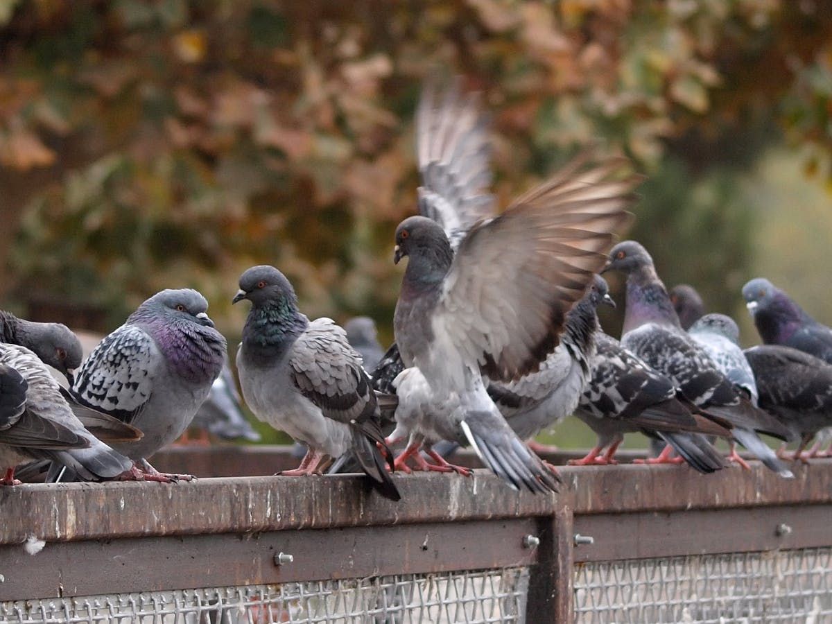 se débarrasser des pigeons