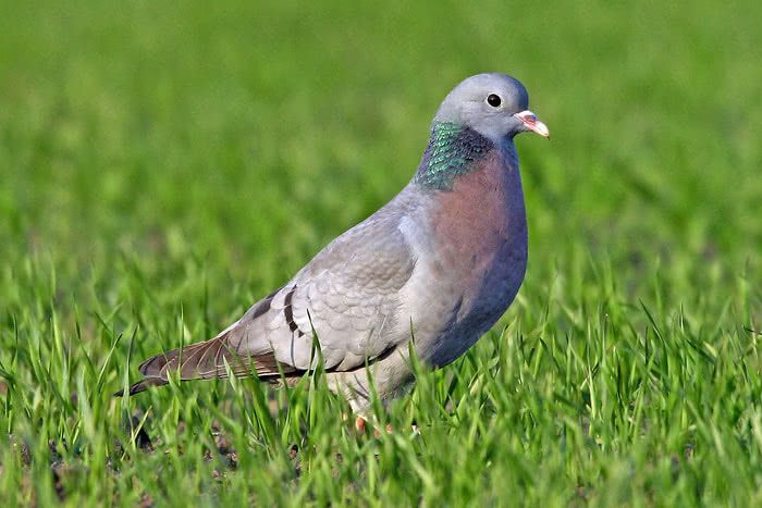 chasser pigeon paris