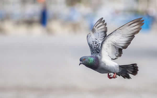 chasser les pigeons à Paris