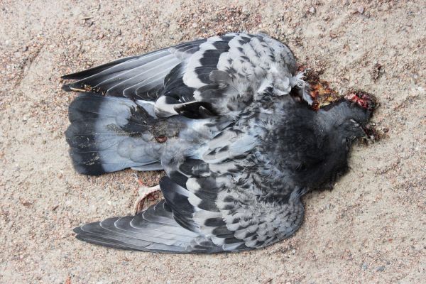 retrait pigeon mort paris