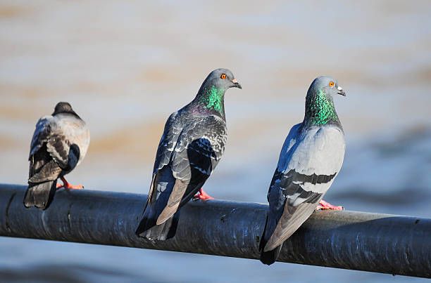 entreprise pigeon paris