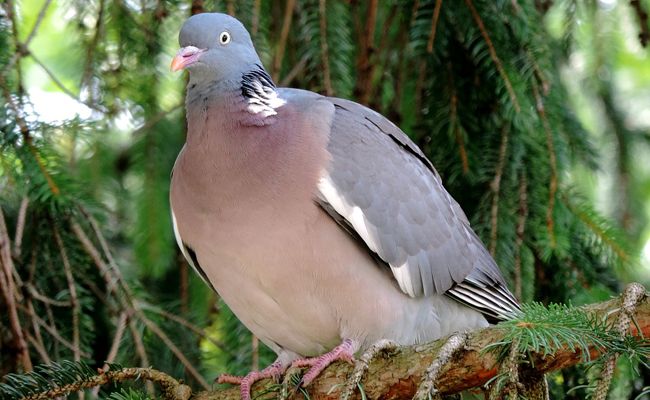 débarrasser pigeon paris