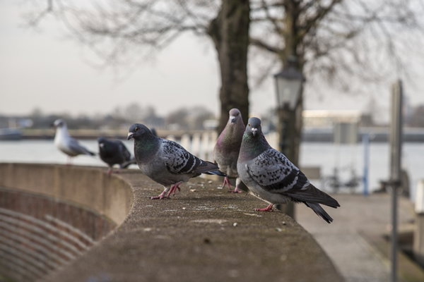 chasser les pigeons
