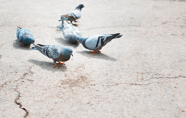 éloignement des pigeons