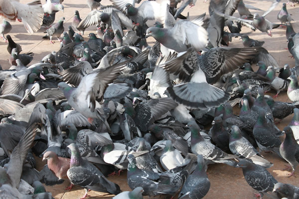 chasser les pigeons à Paris