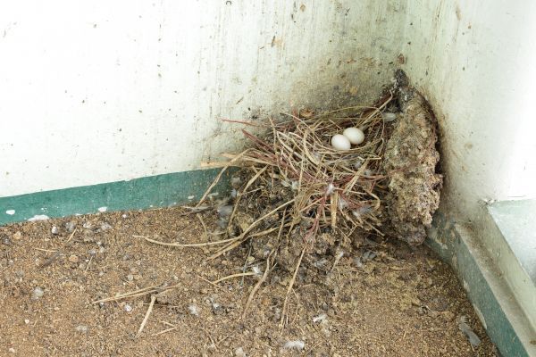retrait d'un nid de pigeon paris